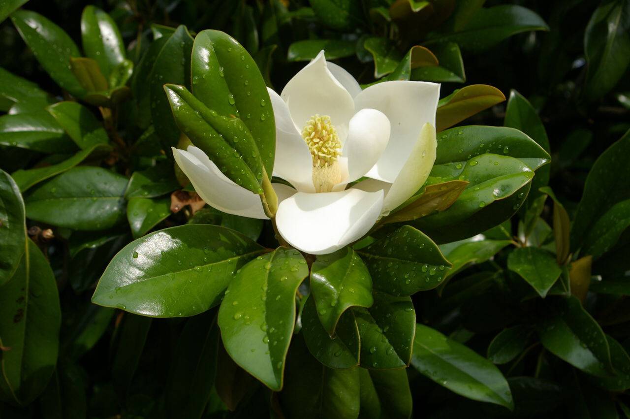 Magnolia grandiflora Gallisoniere_02